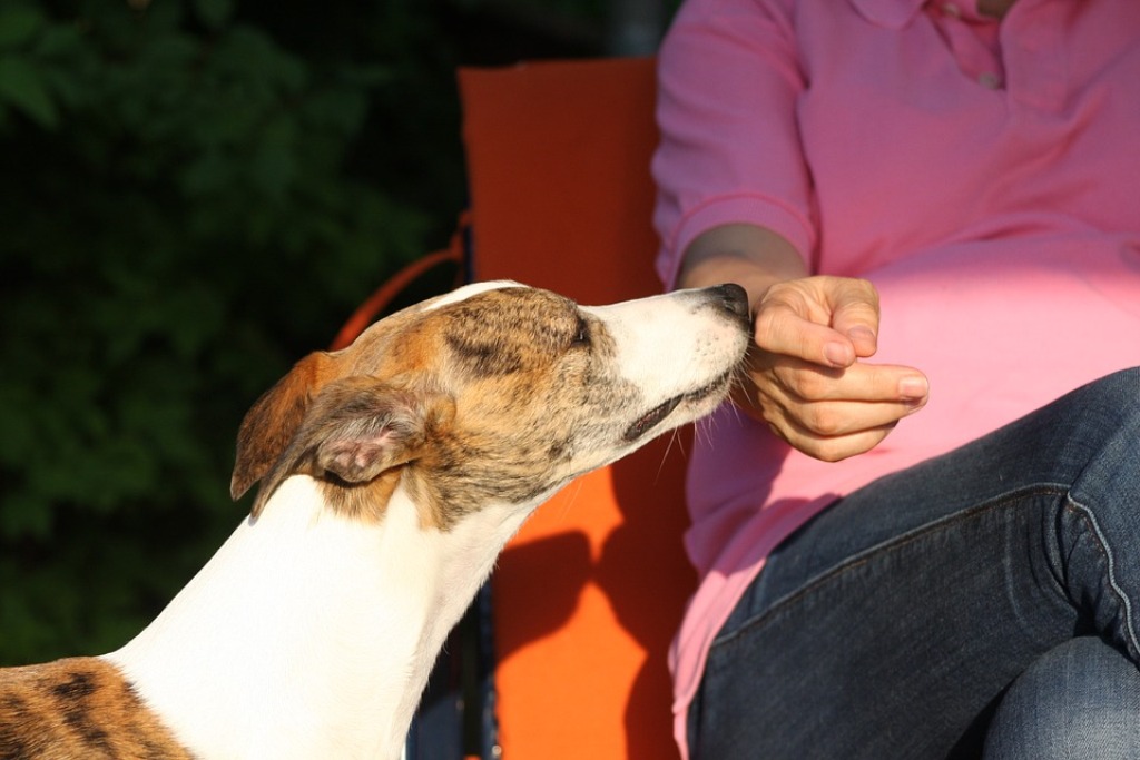 Neuveriteľný psí čuch: Vedel si, že pre svojho psa si vôňou?