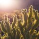 10 zaujímavých faktov o kaktusoch