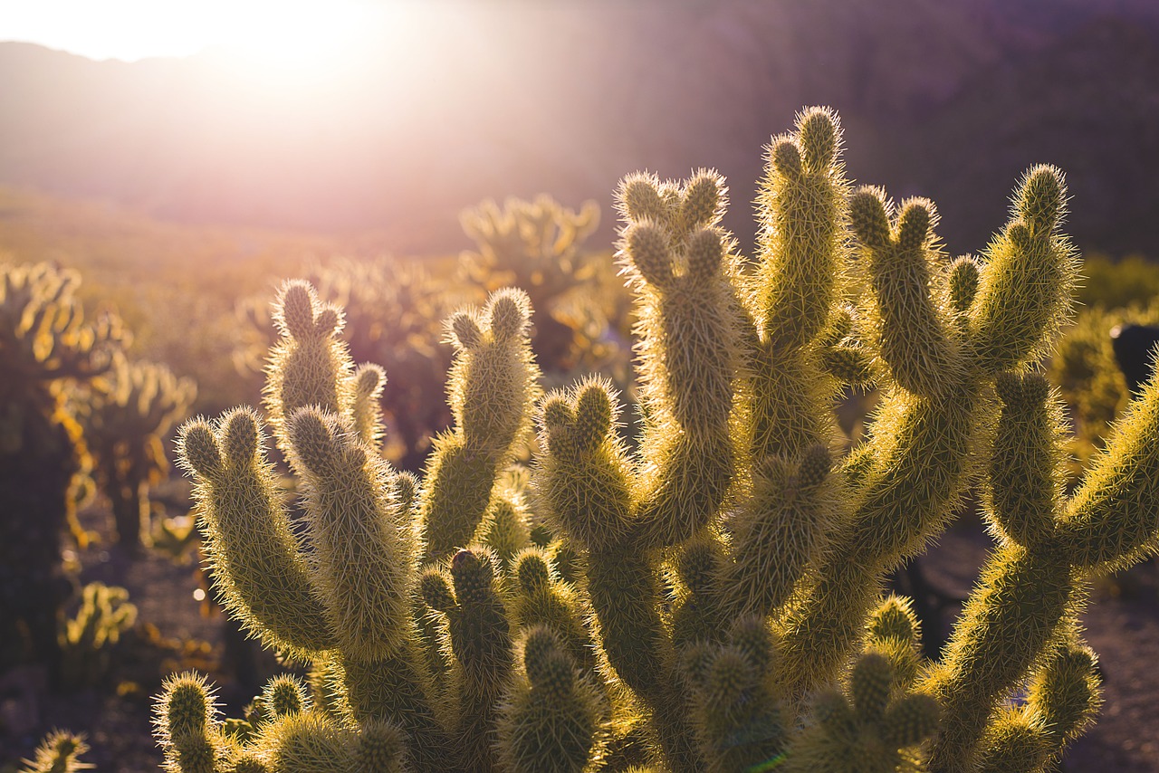 10 zaujímavých faktov o kaktusoch