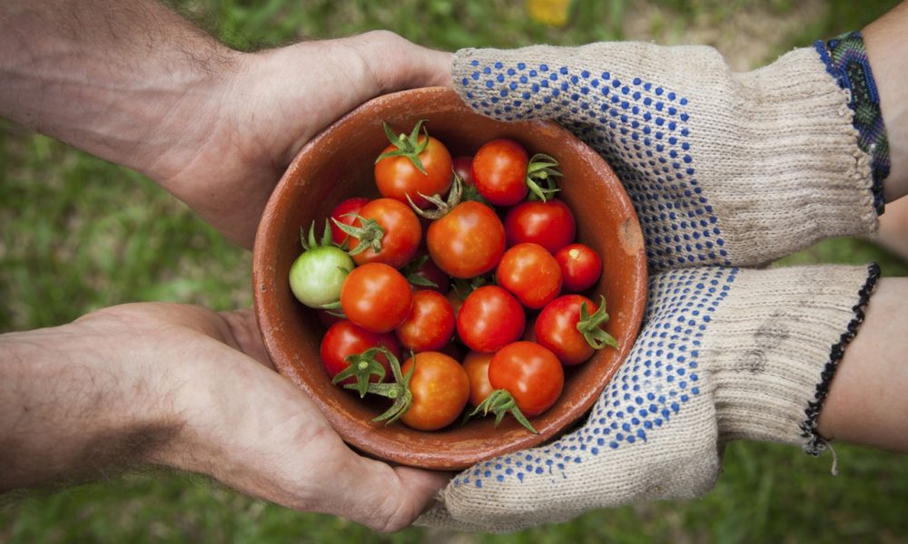 Životný cyklus paradajky: Od semienka až k plodu