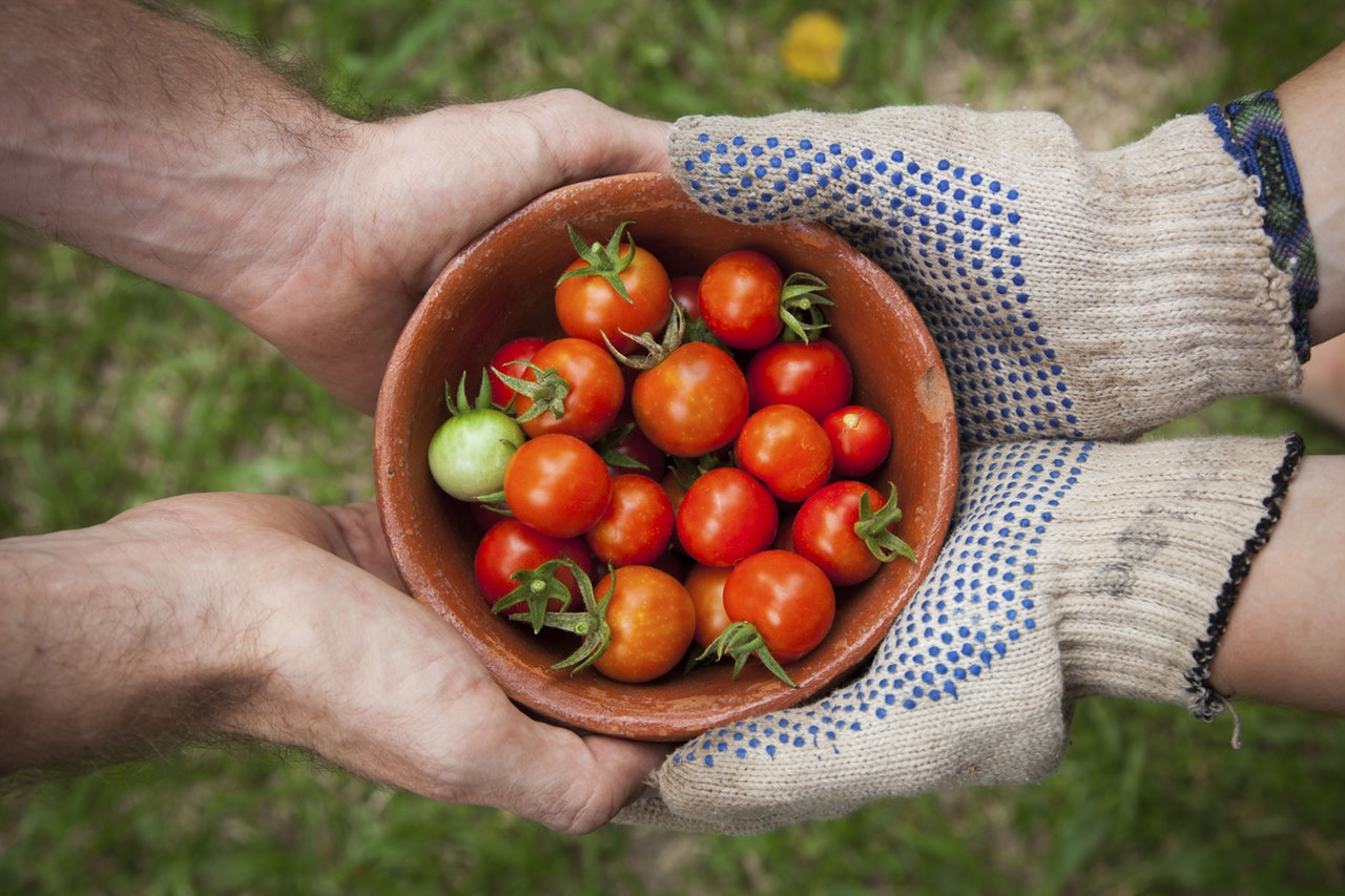 Životný cyklus paradajky: Od semienka až k plodu