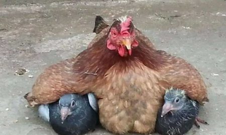 10 fotografií, ktoré dokazujú, že sliepky sú najlepšími matkami zvieracej ríše
