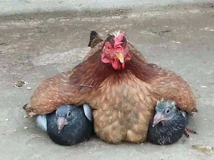 10 fotografií, ktoré dokazujú, že sliepky sú najlepšími matkami zvieracej ríše