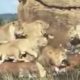 Na leva zaútočili nahnevané levice. Zachrániť ho museli návštevníci Safari