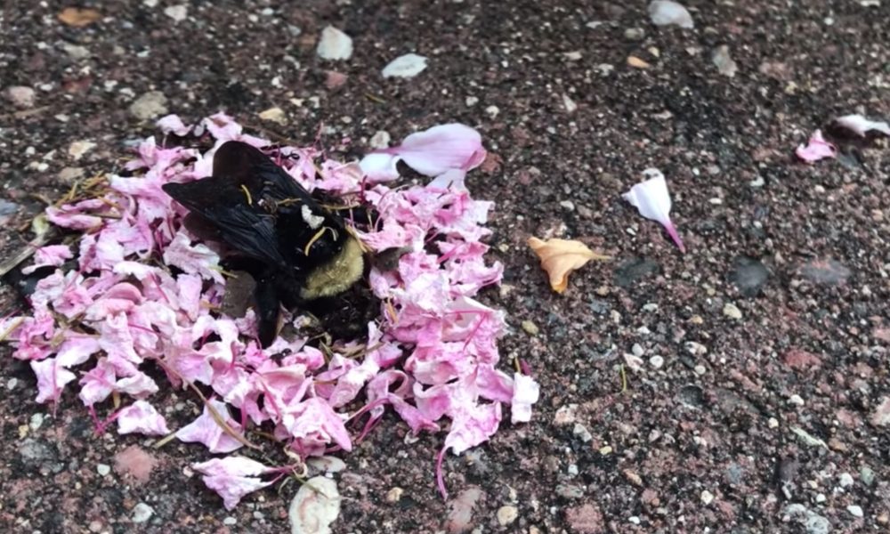 Prekvapujúce video: Mravce vystrojili pohreb čmeliakovi