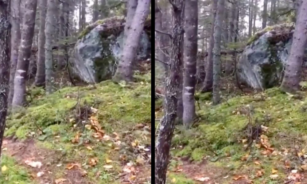 V Kanade sa podarilo natočiť bizarné video: Videl si už, ako dýcha les?