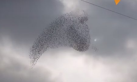 Jedinečná choreografia na oblohe: Prečo vtáky vytvárajú takéto formácie?
