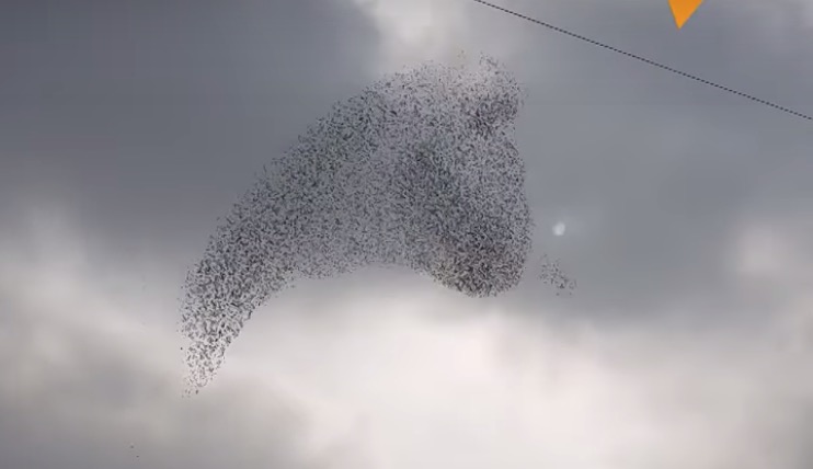 Jedinečná choreografia na oblohe: Prečo vtáky vytvárajú takéto formácie?