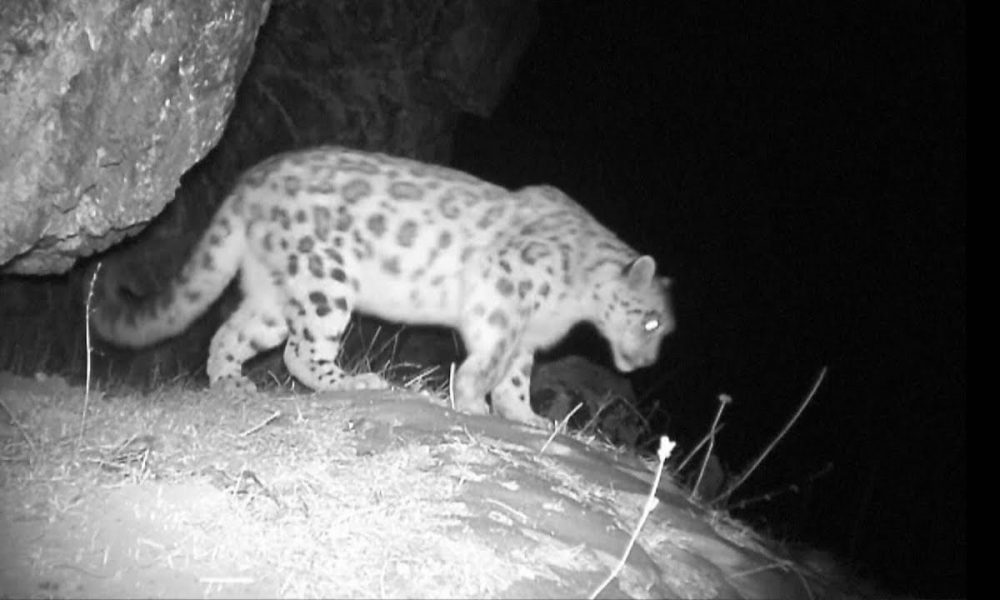 V Číne sa podarilo natočiť vzácne zviera: snežného leoparda