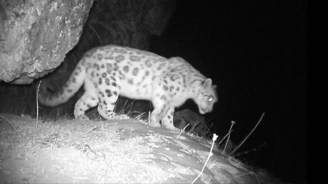 V Číne sa podarilo natočiť vzácne zviera: snežného leoparda