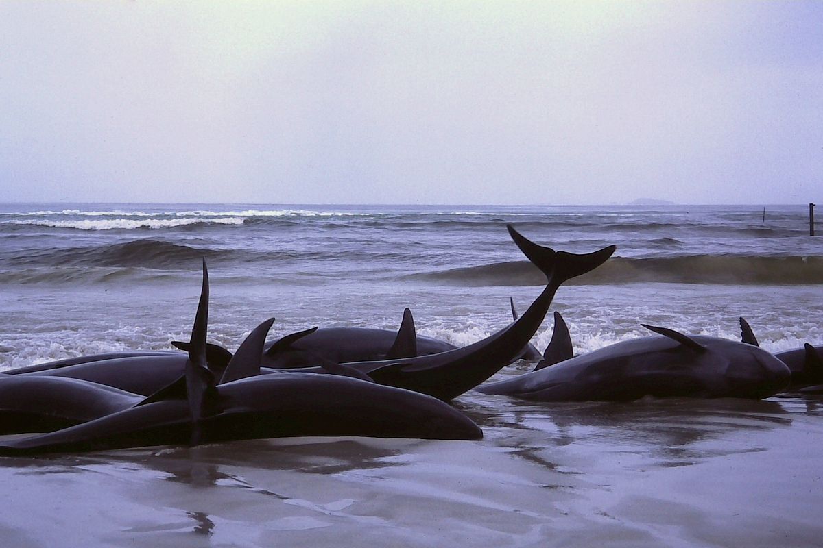 Záhadné samovraždy veľrýb sú konečne objasnené. Na vine je armáda