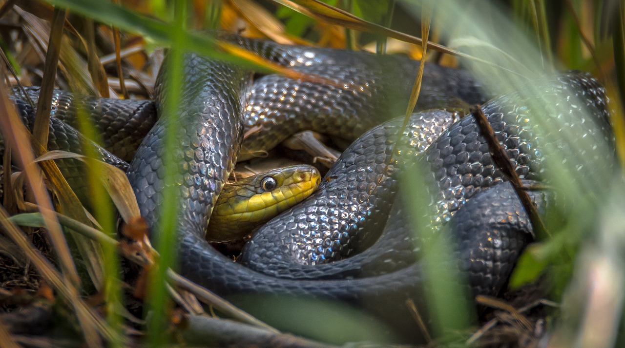 Najdlhší had na Slovensku žije pod Zoborom. Je však nebezpečný?