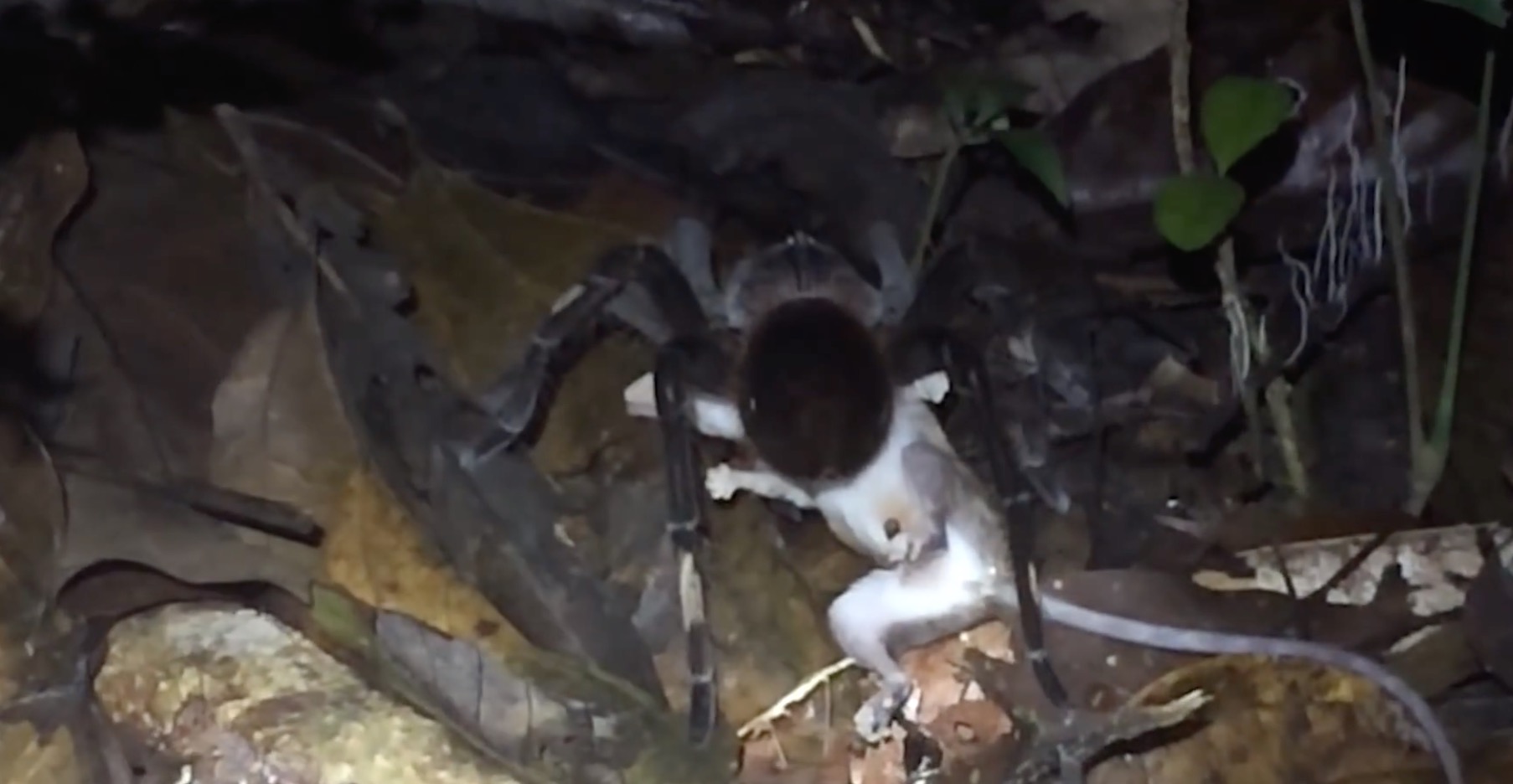 Nevhodné pre slabšie povahy: Obrovský pavúk verzus dospelá vačica