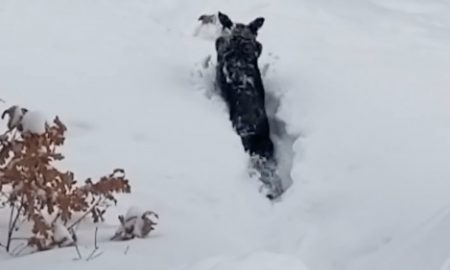 Záchrana psíka zapadnutého v hlbokom snehu vďaka vernému kamarátovi
