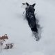 Záchrana psíka zapadnutého v hlbokom snehu vďaka vernému kamarátovi