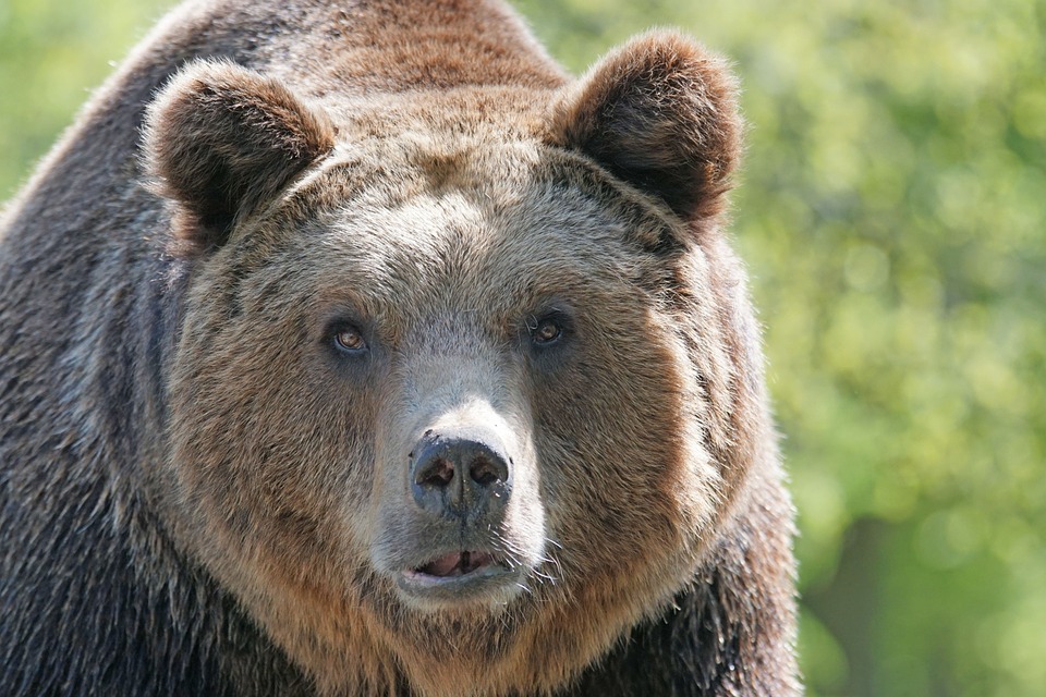 Na Kamčatke v Rusku medveď "bez povolenia" prešiel cez kontrolu letiska