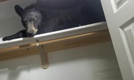 Medveď vlamač zaspal v šatníku po tom, čo urobil prehliadku domu. Spiaceho ho našli policajti