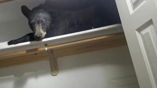 Medveď vlamač zaspal v šatníku po tom, čo urobil prehliadku domu. Spiaceho ho našli policajti