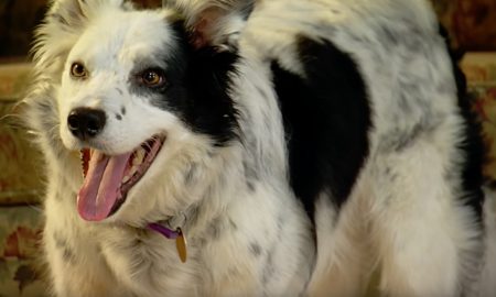 Chaser: Superinteligentný pes, ktorý rozumie až 1022 slovám