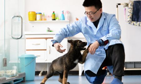 V Číne je prvý klonovaný policajný pes. Dostal prezývku Sherlock Holmes