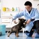 V Číne je prvý klonovaný policajný pes. Dostal prezývku Sherlock Holmes