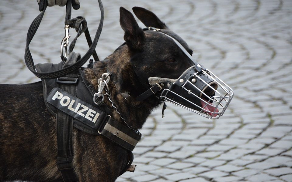 Policajné psy: Toto je 6 tých najvhodnejších plemien