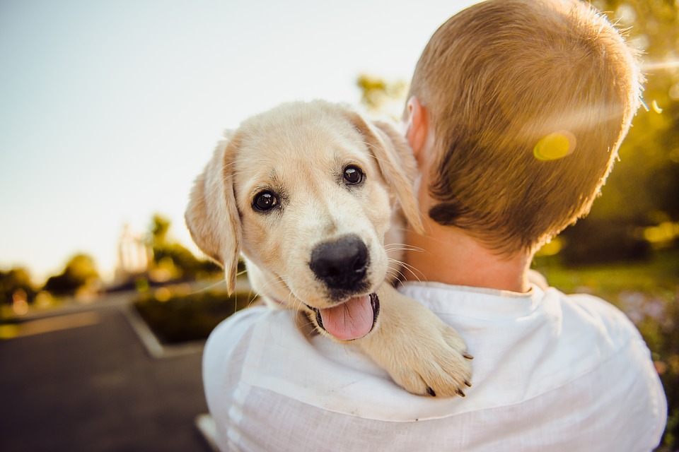 Byť milovníkom psov môže byť vo vašich génoch