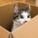 Prečo mačky tak milujú krabice?
