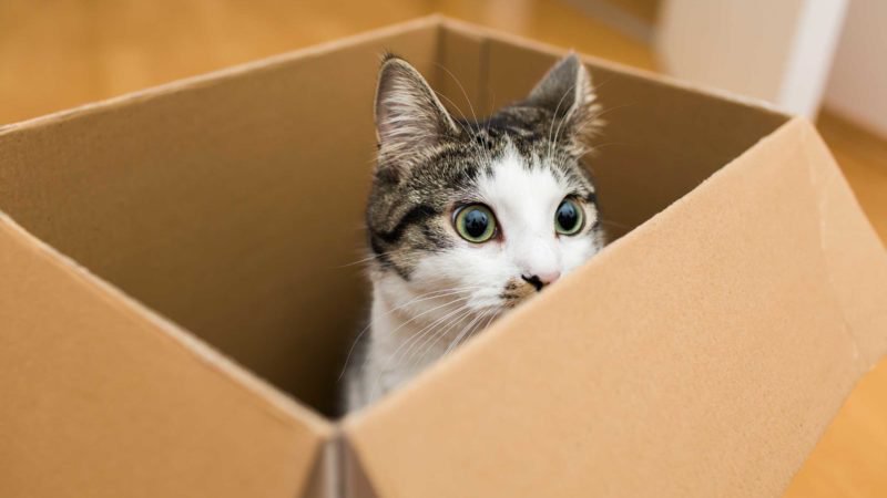 Prečo mačky tak milujú krabice?