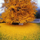 1400 rokov starý strom ginko vrhá na zem oceán zlatých listov