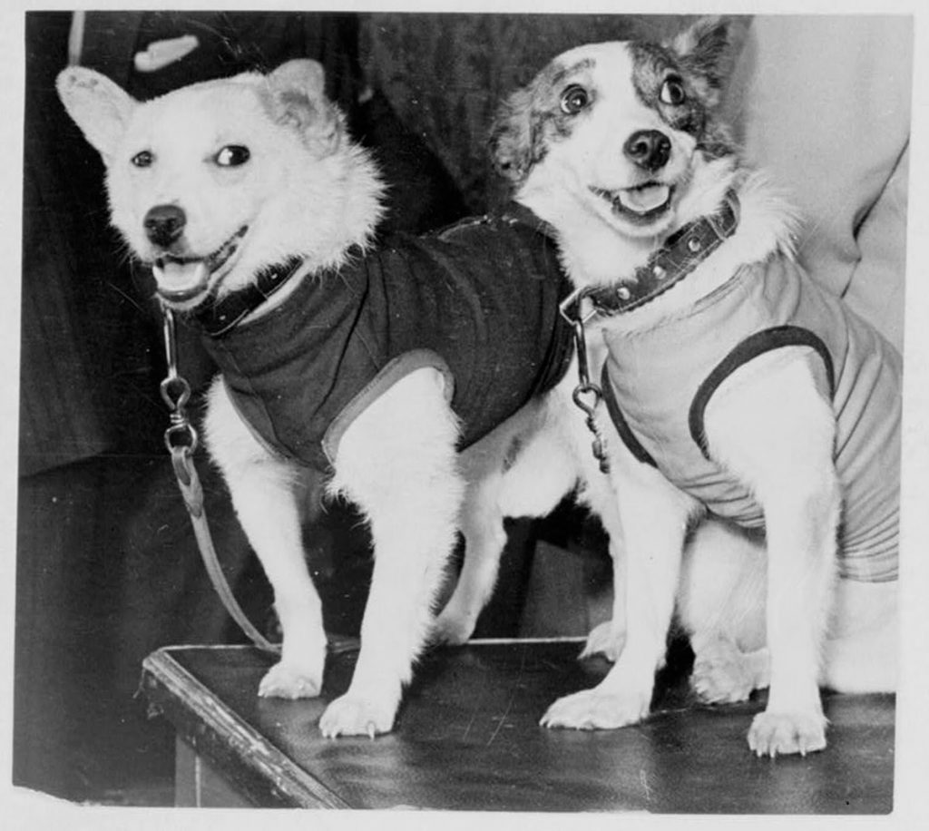Pred 60 rokmi psí kozmonauti Belka a Strelka pripravili Gagarinovi cestu