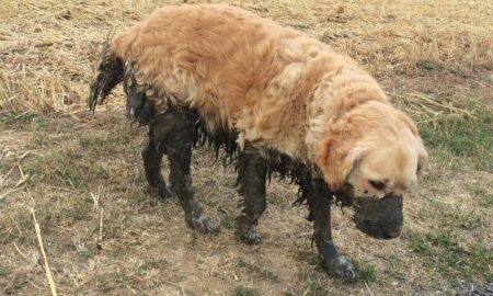 10 dôvodov, prečo by si nemal psa nechávať hrať sa v blate