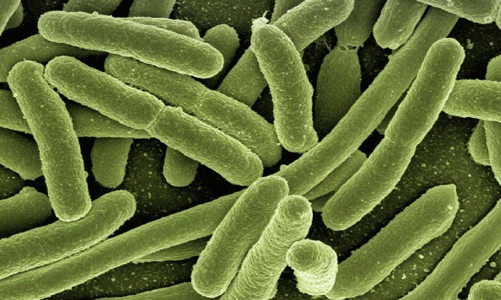 baktérie