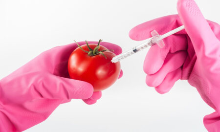 geneticky modifikované plodiny
