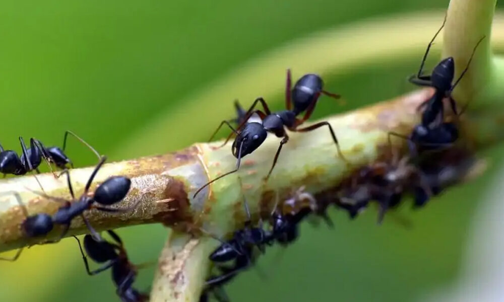 mravce