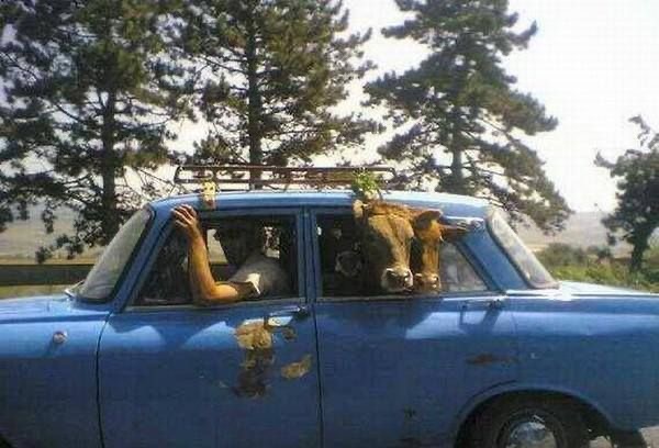 absurdné fotografie