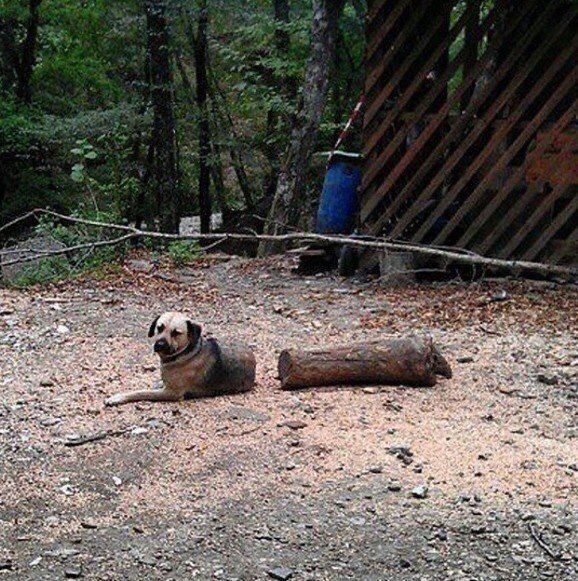 absurdné fotografie