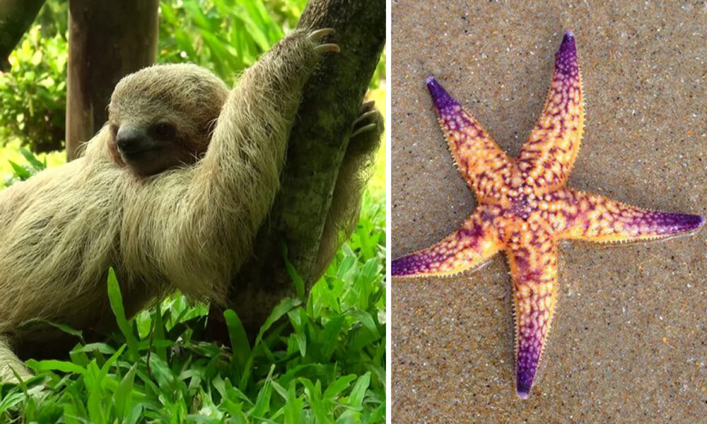 najpomalšie zvieratá