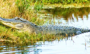 krokodíly a aligátory