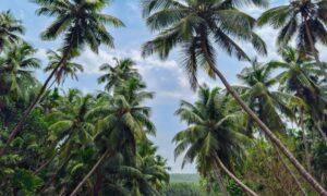 kokosové palmy