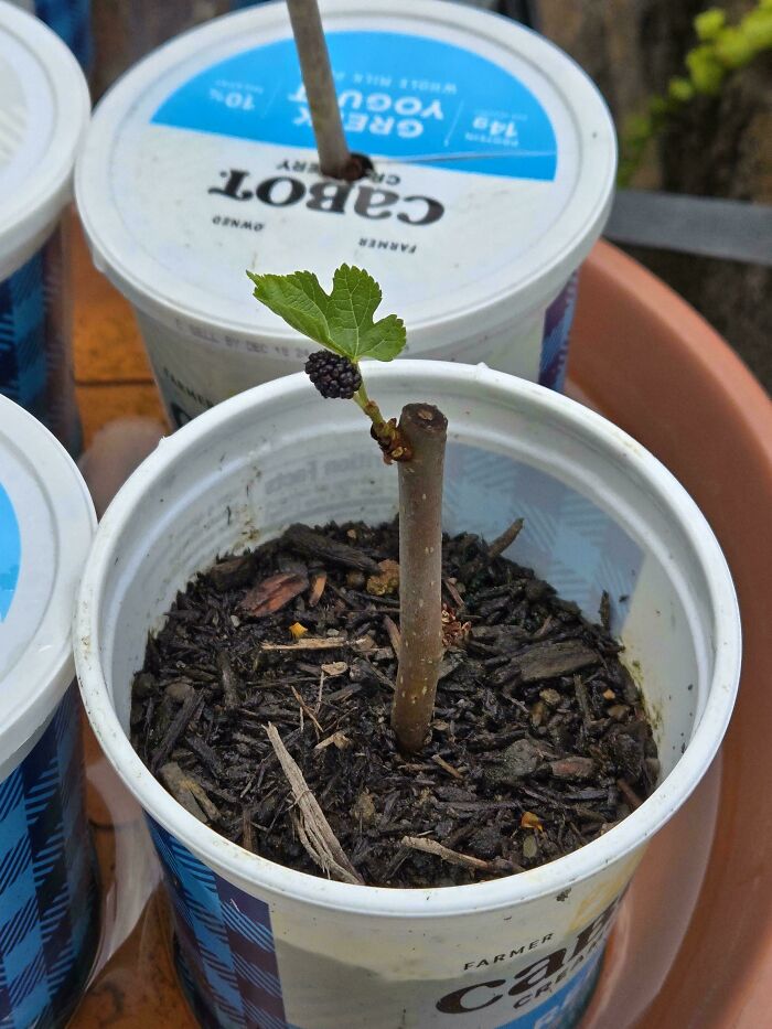 záhradkárske zlyhania