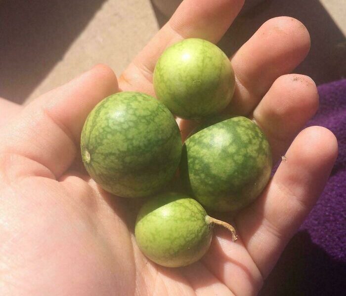 záhradkárske zlyhania