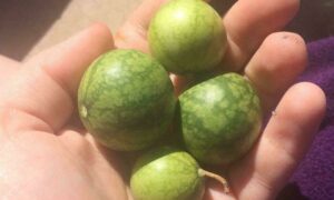 záhradkárske zlyhania