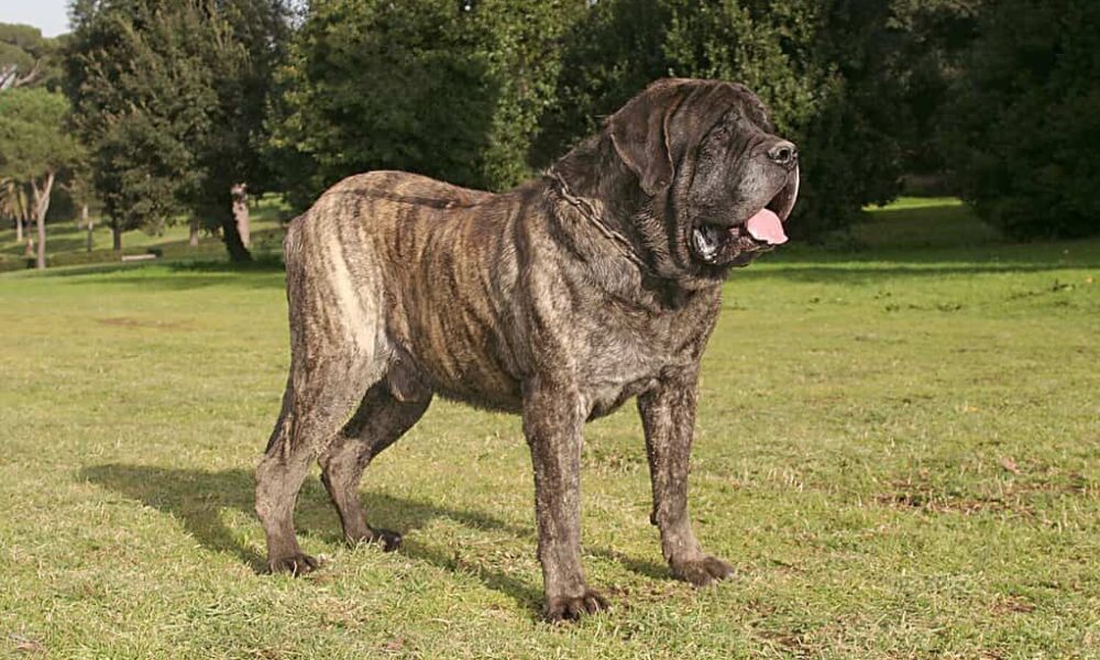 najväčšie psie plemeno