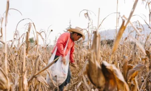 spracované potraviny