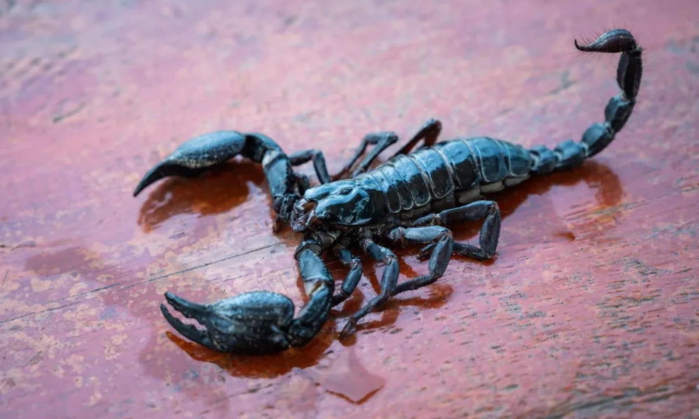 Najnebezpečnejšie zvieratá