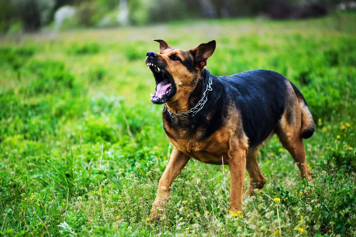 Najnebezpečnejšie zvieratá