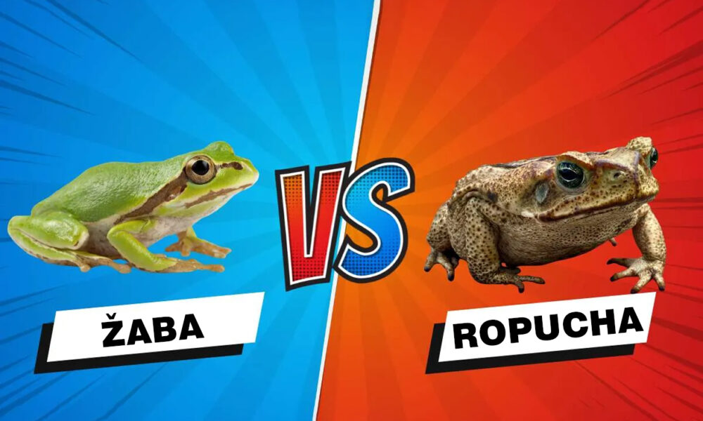 žaba vs. ropucha