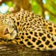 leopardy