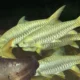 mahseer himalájsky